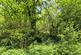 Woodland at Hamps Valley, Waterfall