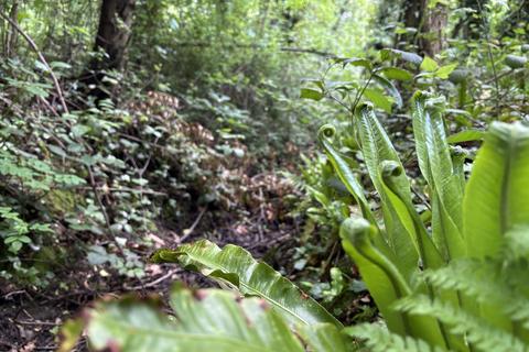Woodland for sale, Balderton, nr Dodleston,  Chester, CH4