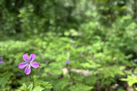 Woodland for sale, Balderton, nr Dodleston,  Chester, CH4