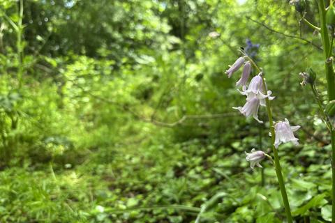 Woodland for sale, Balderton, nr Dodleston,  Chester, CH4