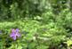 Balderton, nr Dodleston,  Chester, CH4 photo 4