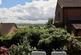 Additional image 8 of Beretun Orchard, Glastonbury