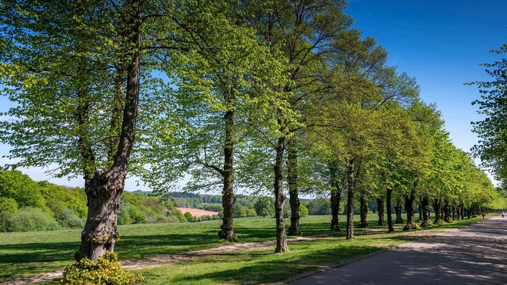 Garden view, garden