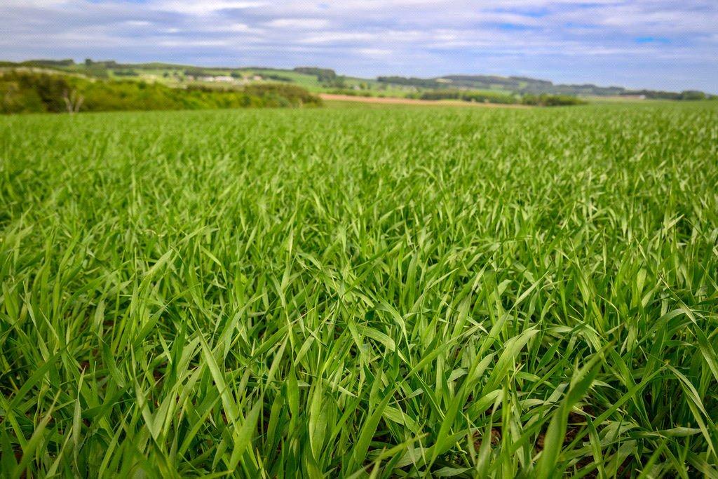 Land At Muirhead