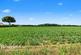 Field Lane, Hempnall