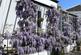 Campkin Gardens, St Leonards-On-Sea, TN37 photo 5