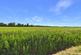 Additional image 22 of Castleview, Tattershall