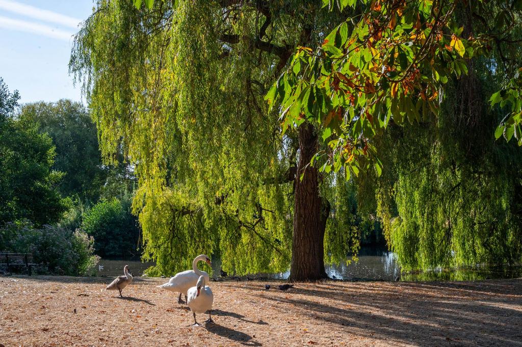Ham Common