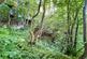 1.40 Acres of Woodland, West Witton