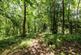 Additional image 33 of Caynham Woods, Ludlow SY8