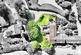 Additional image 5 of Maer, Newcastle, ST5