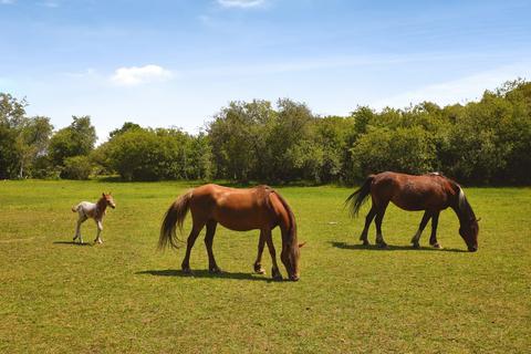 4 bedroom detached house for sale, (New Forest View 30), Green Hill Farm Holiday Village, New Road, Landford, SP5