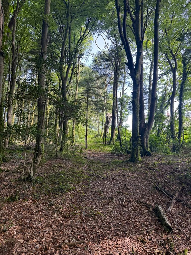Woodland At Chyverton, Chyverton, Zelah, Truro, Cornwall, TR4 - View 3