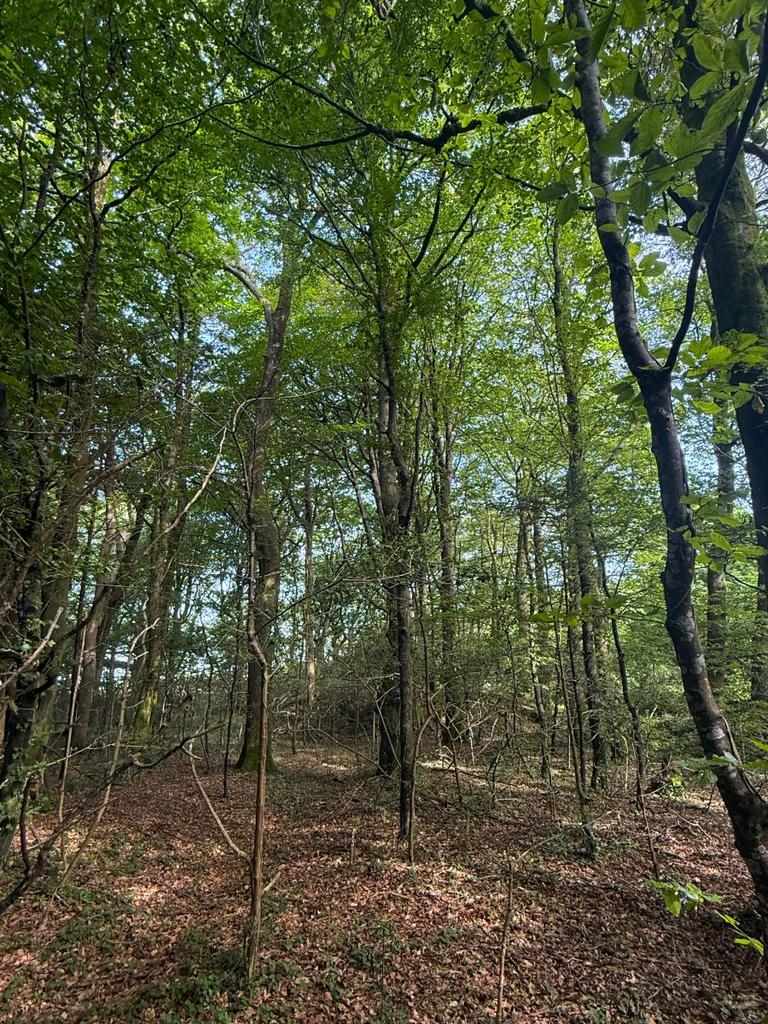 Woodland At Chyverton, Chyverton, Zelah, Truro, Cornwall, TR4 - View 4