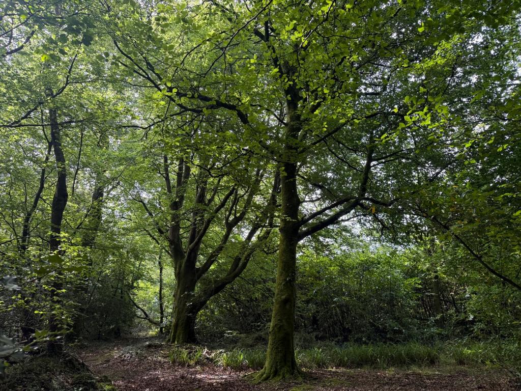 Woodland At Chyverton, Chyverton, Zelah, Truro, Cornwall, TR4 - View 5