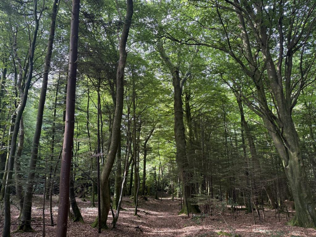 Woodland At Chyverton, Chyverton, Zelah, Truro, Cornwall, TR4 - View 6