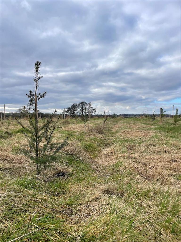 Harts Wood – 10.8 Acres - View 4