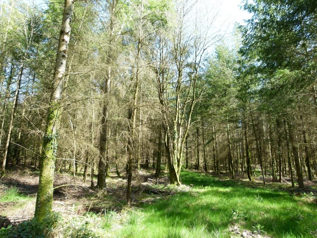 Greymuzzle Wood, Umberleigh, Devon EX37
