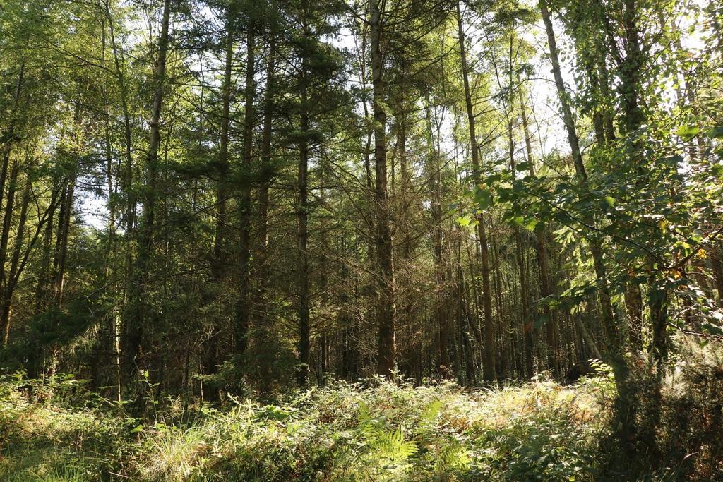 Greymuzzle Wood, Umberleigh, Devon EX37 - View 3
