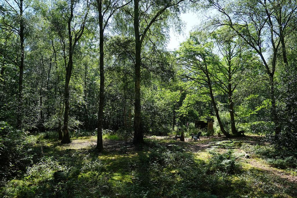Woodland for sale