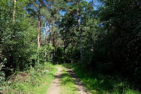 Woodland for sale, Binsted Lane, Arundel BN18