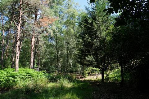Woodland for sale, Binsted Lane, Arundel BN18