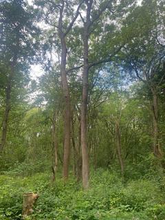 Land for sale, Woodhouse, Worksop