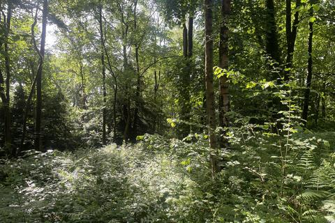 Woodland for sale, Lyndene Wood, Grange-over-Sands, Cumbria LA11