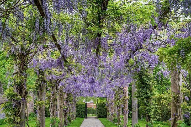 Garden view, garden