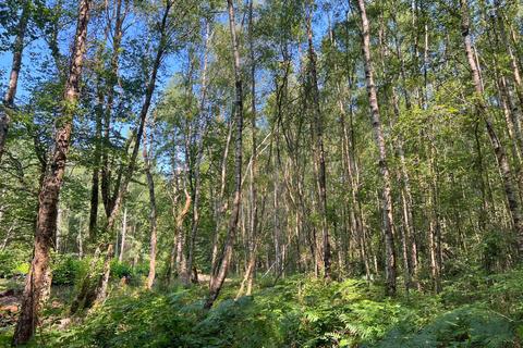 Woodland for sale, Sledge Wood (six and three quarter acres), Sissinghurst, Kent TN27