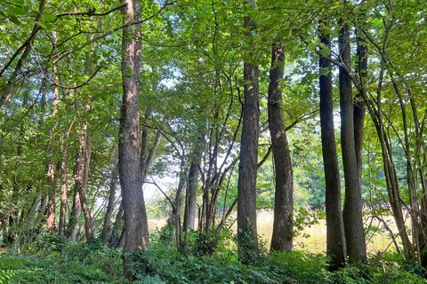 Woodland for sale, Sledge Wood (six and three quarter acres), Sissinghurst, Kent TN27