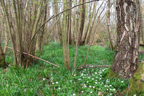 Woodland for sale, Sledge Wood (six and three quarter acres), Sissinghurst, Kent TN27