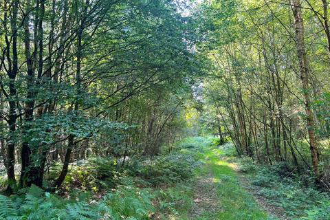 Woodland for sale, Sledge Wood (six and three quarter acres), Sissinghurst, Kent TN27
