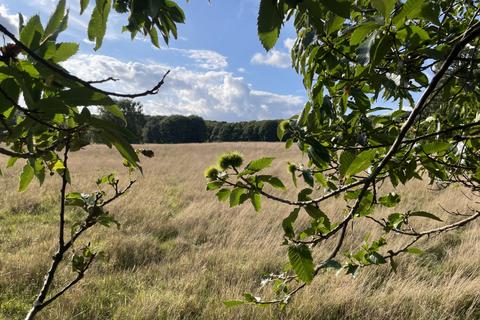 Woodland for sale, Four and three quarter acres, Biddenden, Kent  TN27