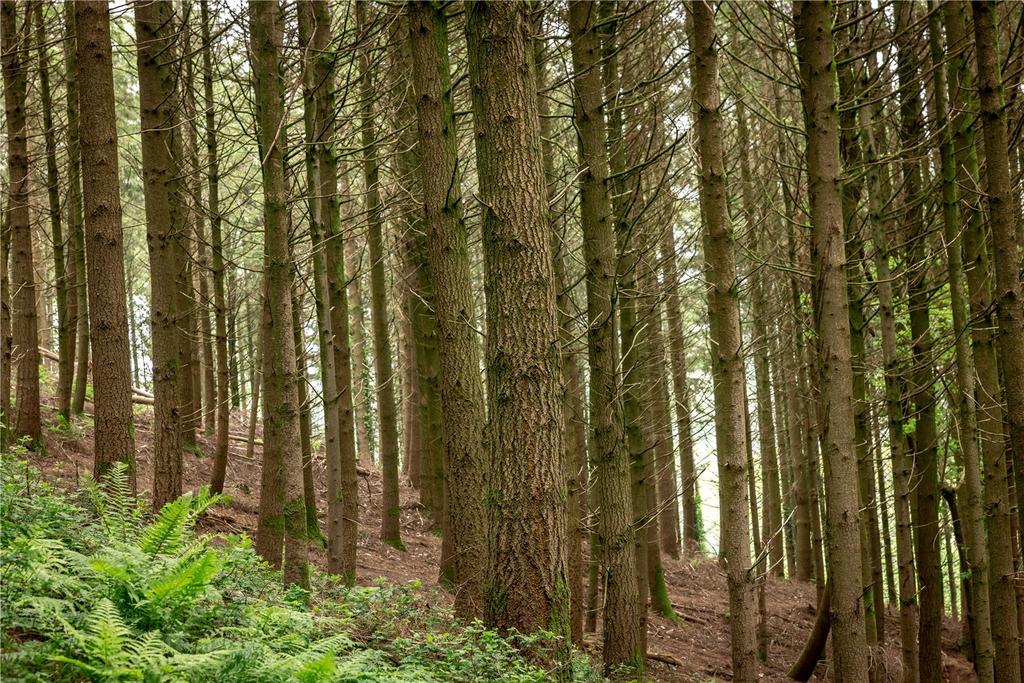 Sidmouth Woods Lot 1, Sidmouth, Devon - View 4