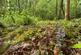 Redditch, near Bromsgrove, Worcestershire B48