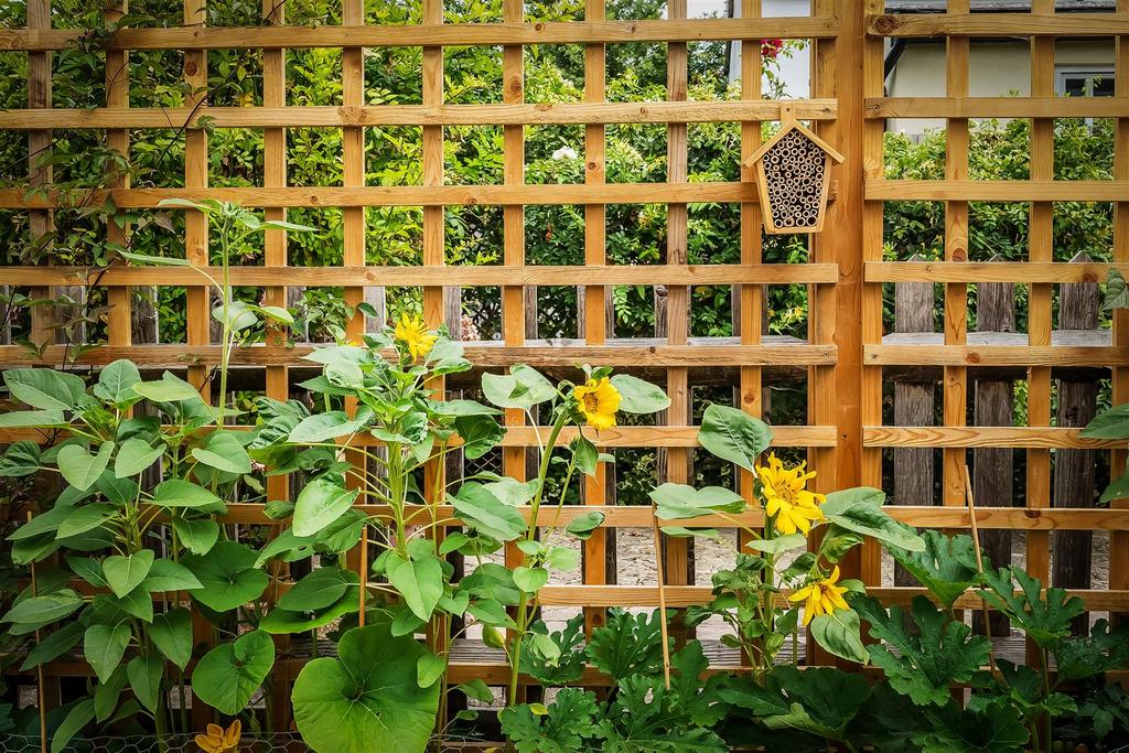 Garden view, garden