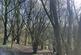 Bearswood Common, Storridge WR13