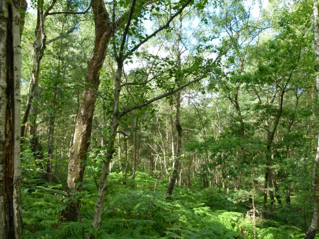 Frimley Copse, Frimley Green, Surrey GU16, Frimley Copse, Frimley Green, Surrey