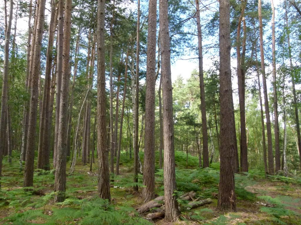 Frimley Copse, Frimley Green, Surrey GU16 - View 2