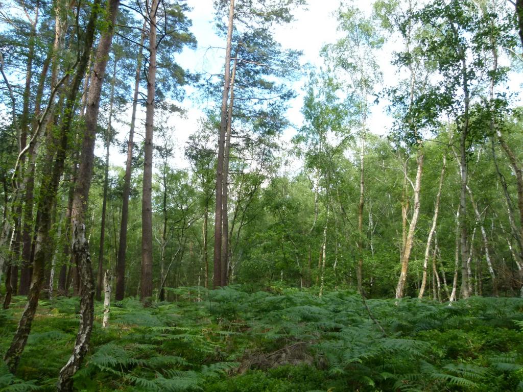 Frimley Copse, Frimley Green, Surrey GU16 - View 3