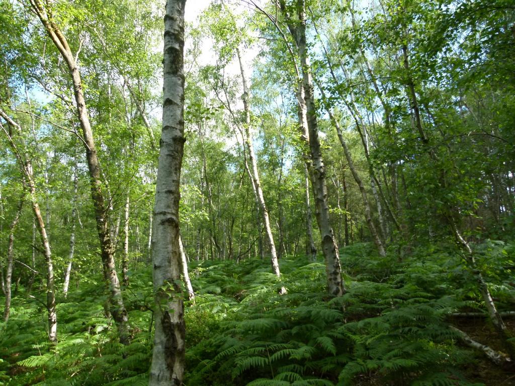 Frimley Copse, Frimley Green, Surrey GU16 - View 4