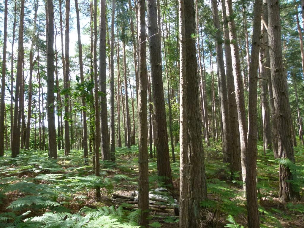 Frimley Copse, Frimley Green, Surrey GU16 - View 5