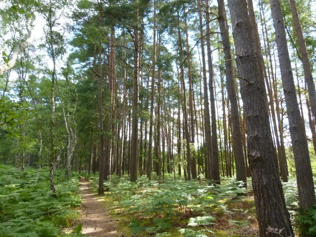 Frimley Copse, Frimley Green, Surrey GU16 - More