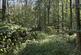 Thornmere Wood, Redditch, Worcestershire B48