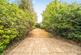 Neville Road, Ealing photo 4