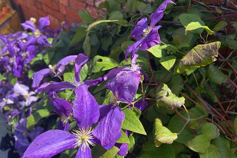 undefined, Hill Head, Glastonbury BA6