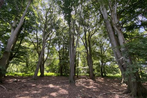Farm land for sale, Woodland, Reepham Road, Swannington, Norwich, Norfolk, NR9 5TB