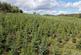 Nether Stewarton Forest, Peebles EH45 photo 3
