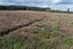 Nether Stewarton Forest, Peebles EH45 photo 4